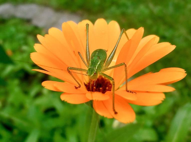 Ringelblume, Natur, Garten, Grashüpfer Ringelblume, Natur, Garten, Grashüpfer